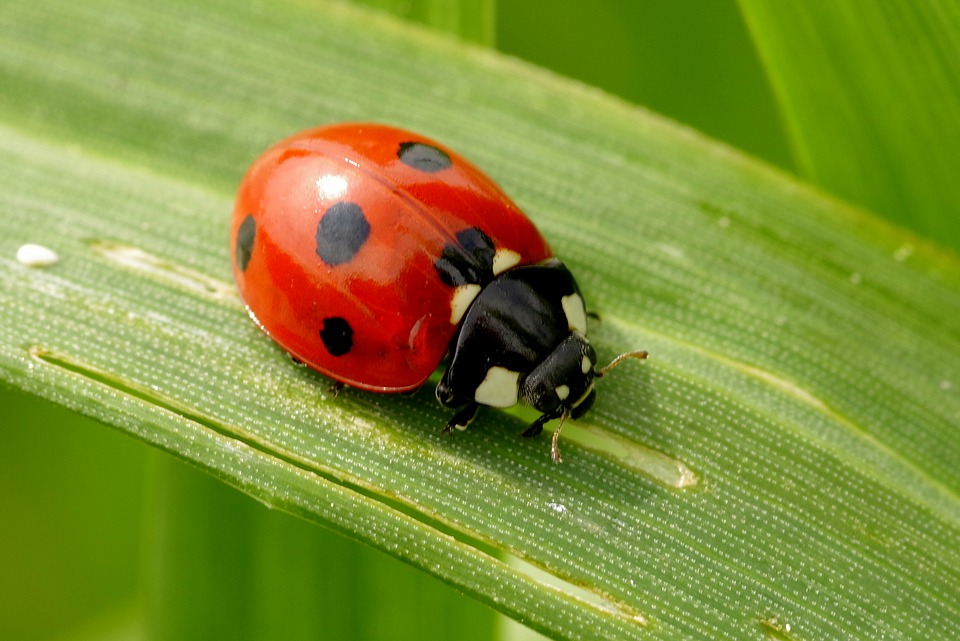 Integrated Pest Management