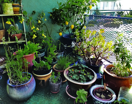 https://alamedabackyardgrowers.org/wp-content/uploads/2018/06/balcony_garden_alison_sun_article.jpg