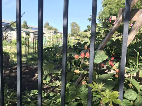 Community gardens