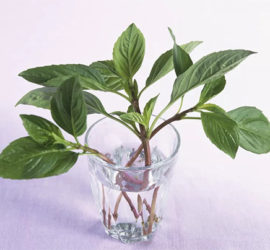 basil in water