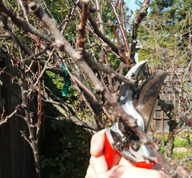 winter fruit tree pruning