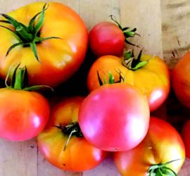 Growing tomatoes in Alameda