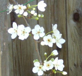 spring-garden-of-hope