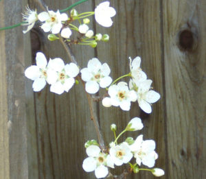 spring-garden-of-hope