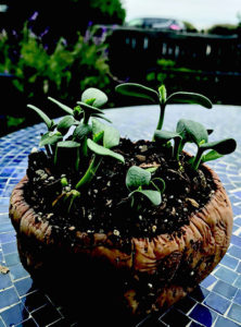Growing seeds in squash