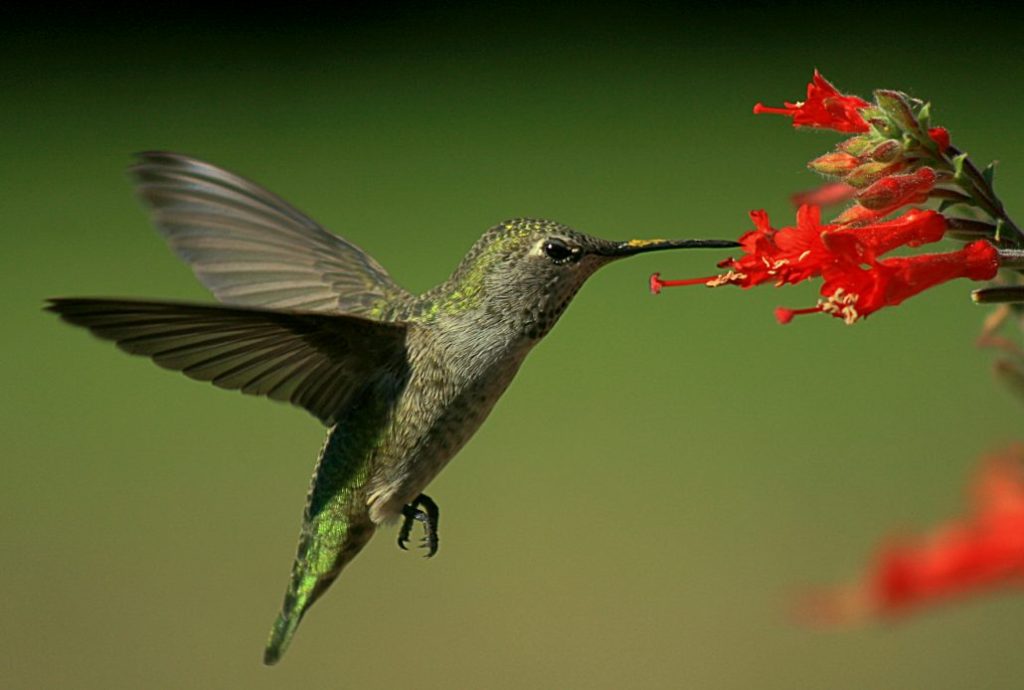 CA fuchia with hummingbird