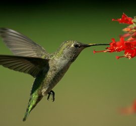 CA fuchia with hummingbird