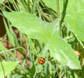 Gardens manage pests