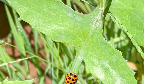 Gardens manage pests