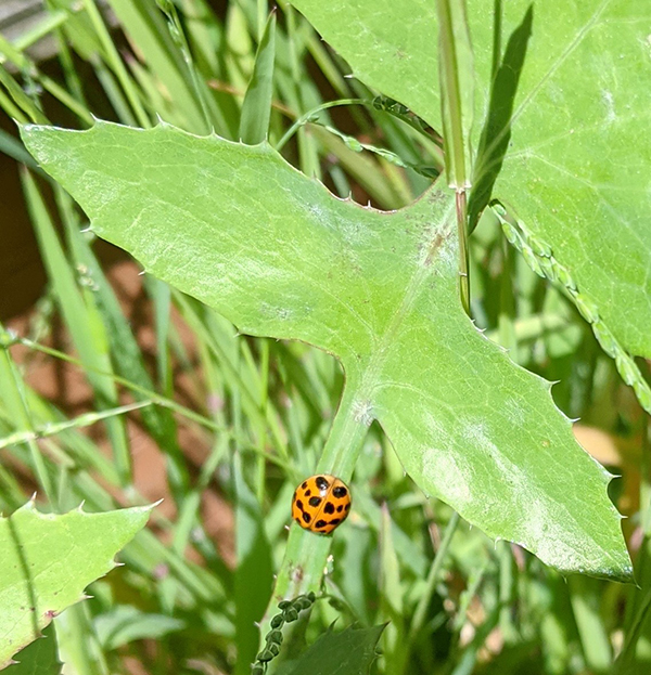Gardens manage pests