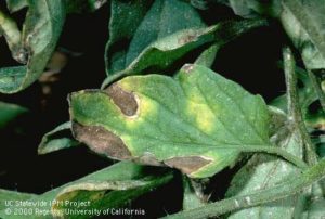 Tomato with Powdery Mildew
