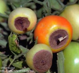 Tomatoes with blossom end rot