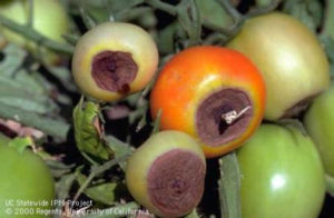 Tomatoes with blossom end rot