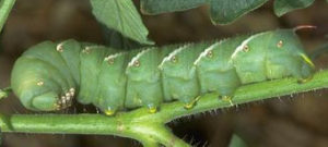 Hornworm on tomato