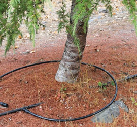 watering trees in drought