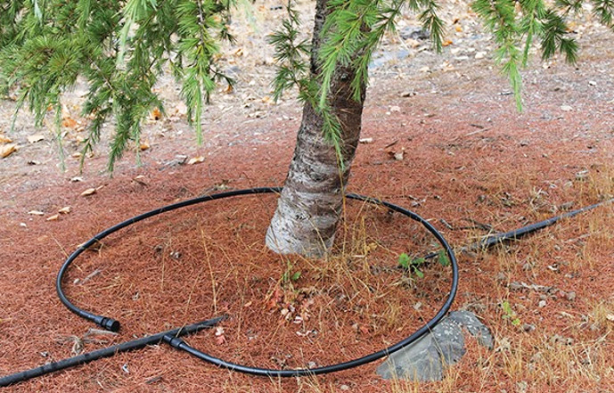 watering trees in drought