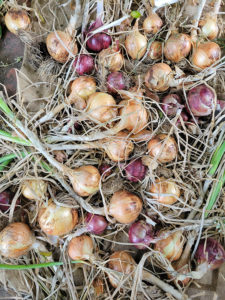 Growing onions