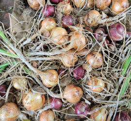 Growing onions