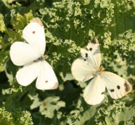 Cabbageworm butterflies on kale