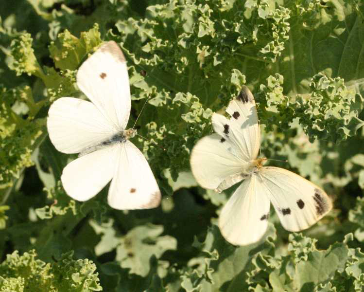 Cabbageworm butterflies on kale