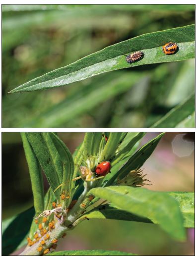 beneficial insects