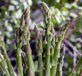 growing asparagus