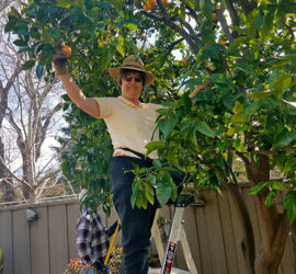 become an ABG volunteer