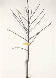 Sonoma County Master Gardeners Bare Root Tree.