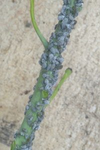 cabbage aphids