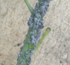 cabbage aphids