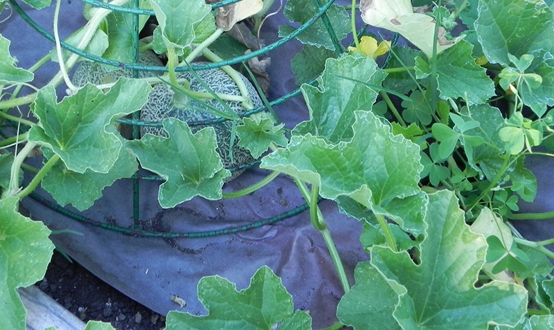 plastic mulch