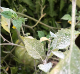 powdery mildew tomatillo