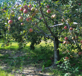 apple tree apple cake recipe