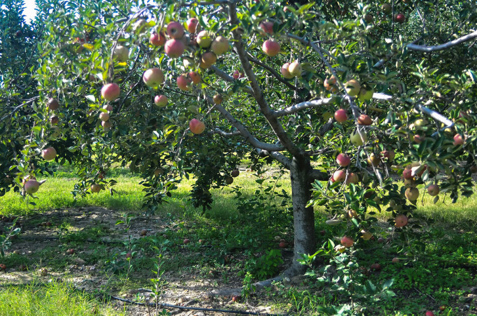 apple tree apple cake recipe