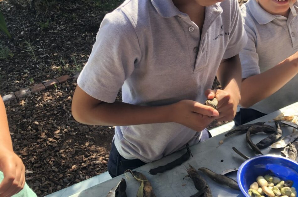 School gardens