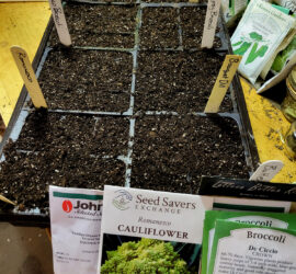 Garden Planning Winter Veggies