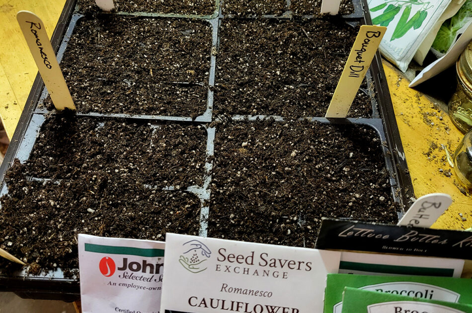 Garden Planning Winter Veggies