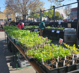 ABG Annual Plant Sale