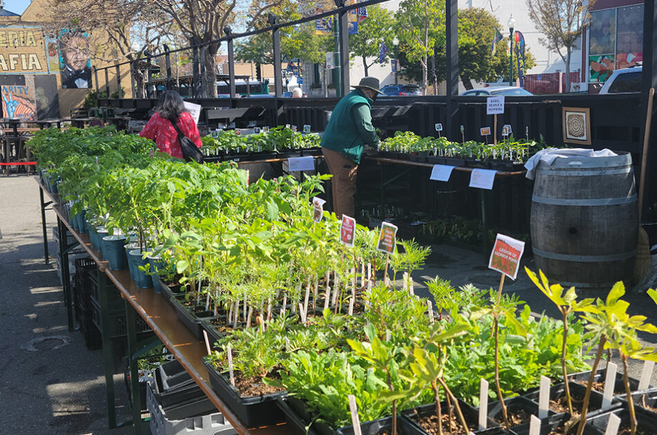 ABG Annual Plant Sale