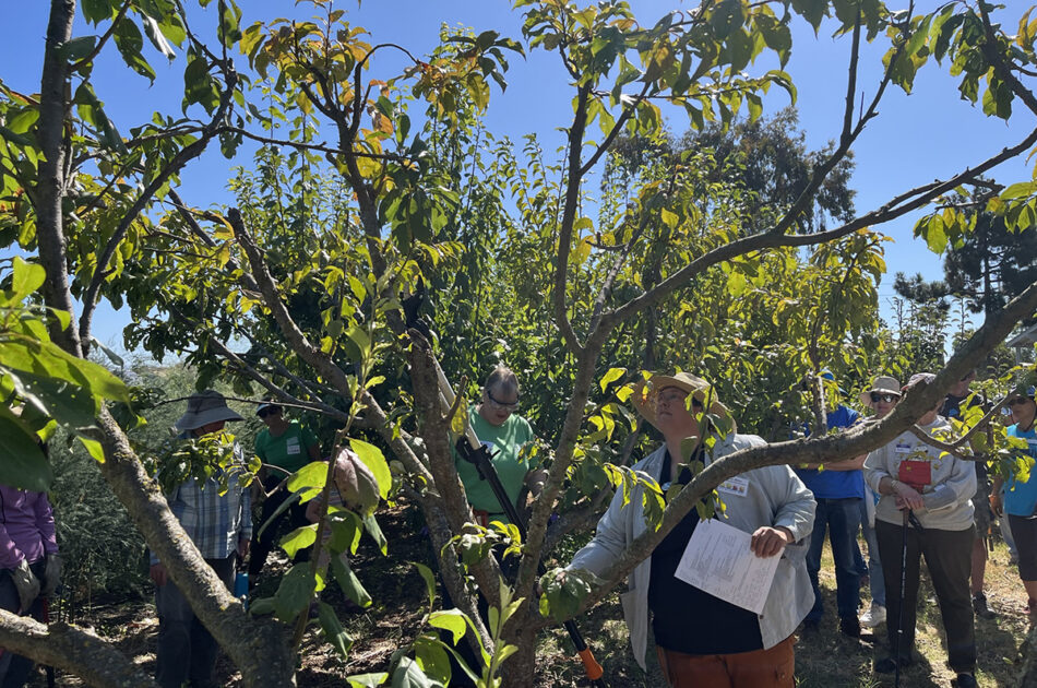 Fruit tree pruning at Farm2Market
