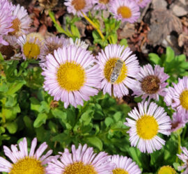 Seed starting and planting for pollinators