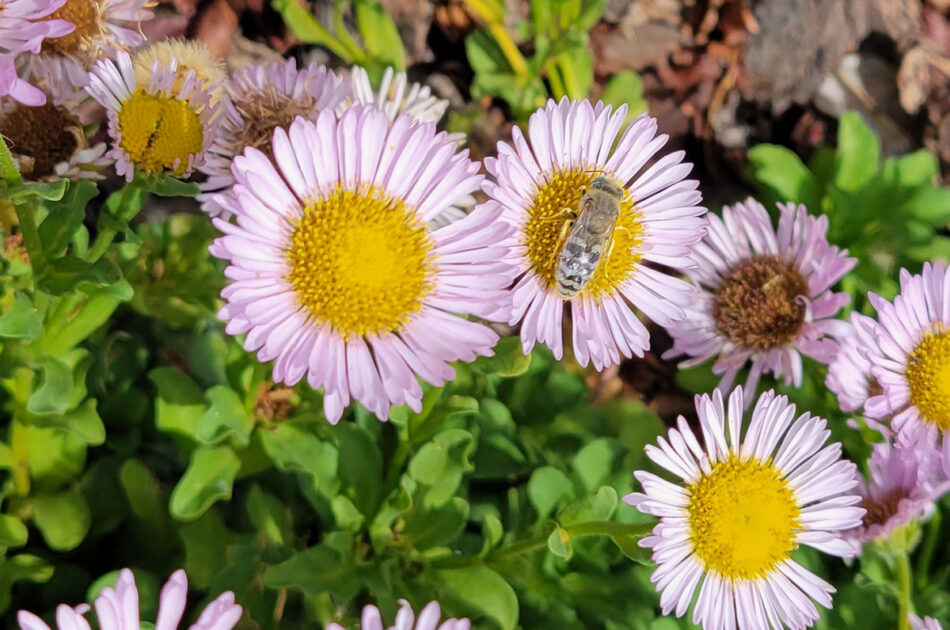 Seed starting and planting for pollinators