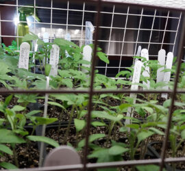 Tomato seedlings-under lights