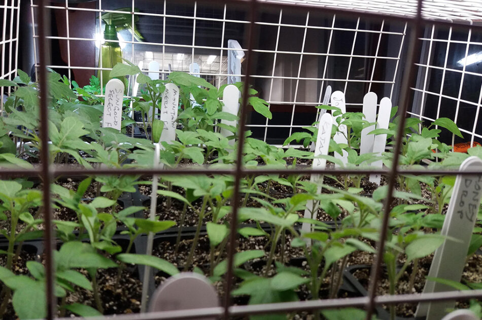 Tomato seedlings-under lights