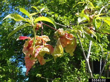 Peach Leaf Curl