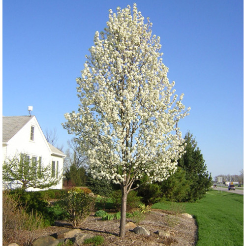 pyrus calleryana
