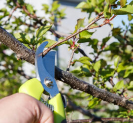 pruning stone summer fruit trees