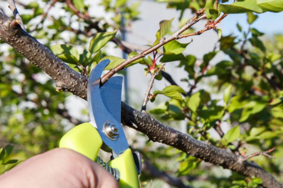 pruning stone summer fruit trees