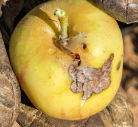 Apple pest Orange Tortrix larva