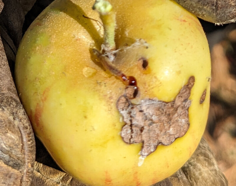 Apple pest Orange Tortrix larva